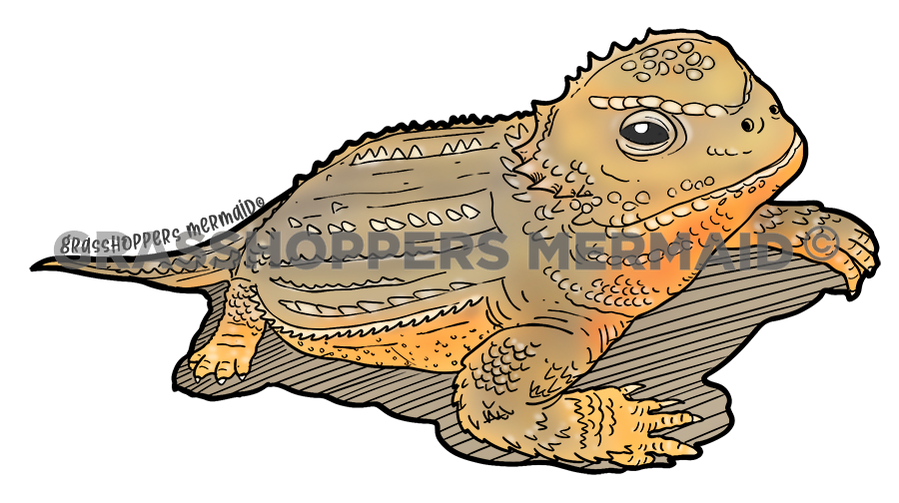 Short Horned Lizard