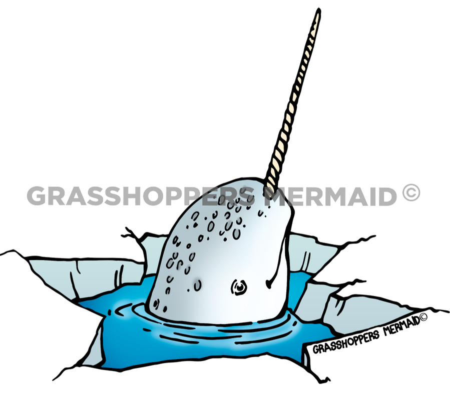 Narwhal Viewing