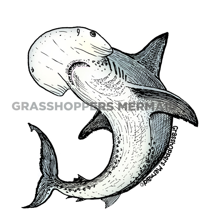 Bonnet Head Shark