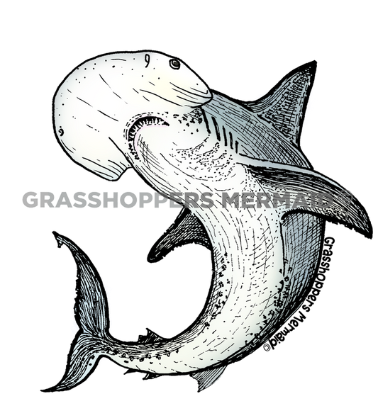 Bonnet Head Shark