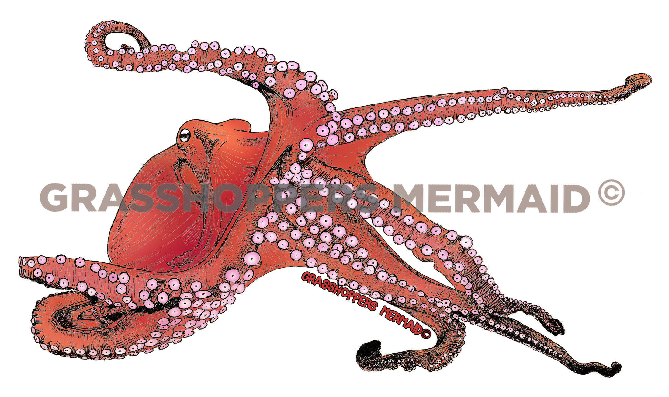 Pacific Octopus