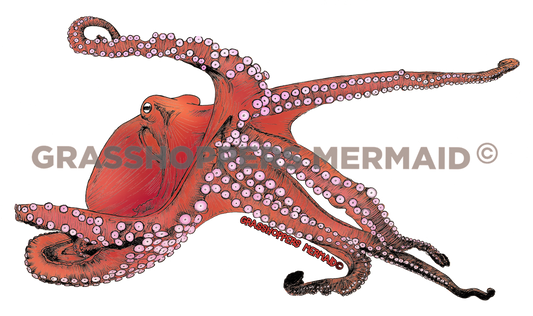 Pacific Octopus