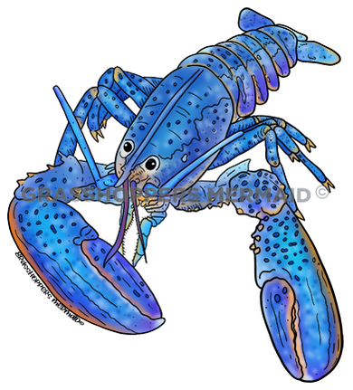 Blue Lobster