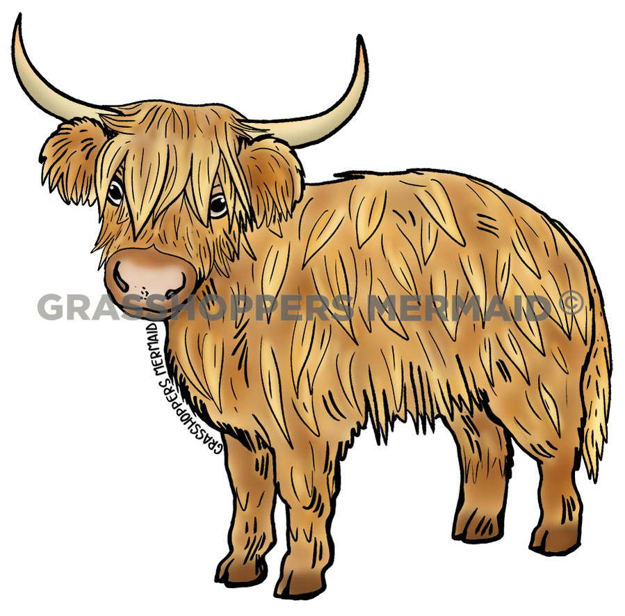 Scottish Highlands Cow