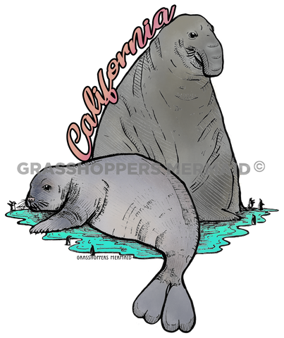 Elephant Seal