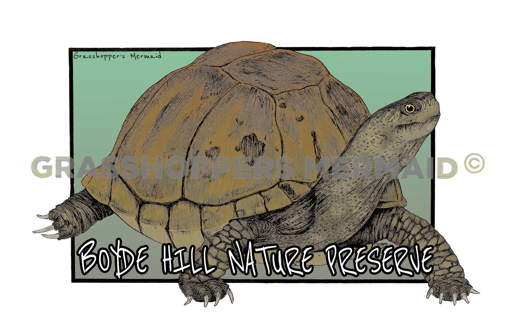 Gopher Tortoise