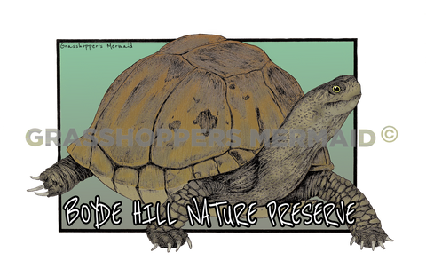Gopher Tortoise