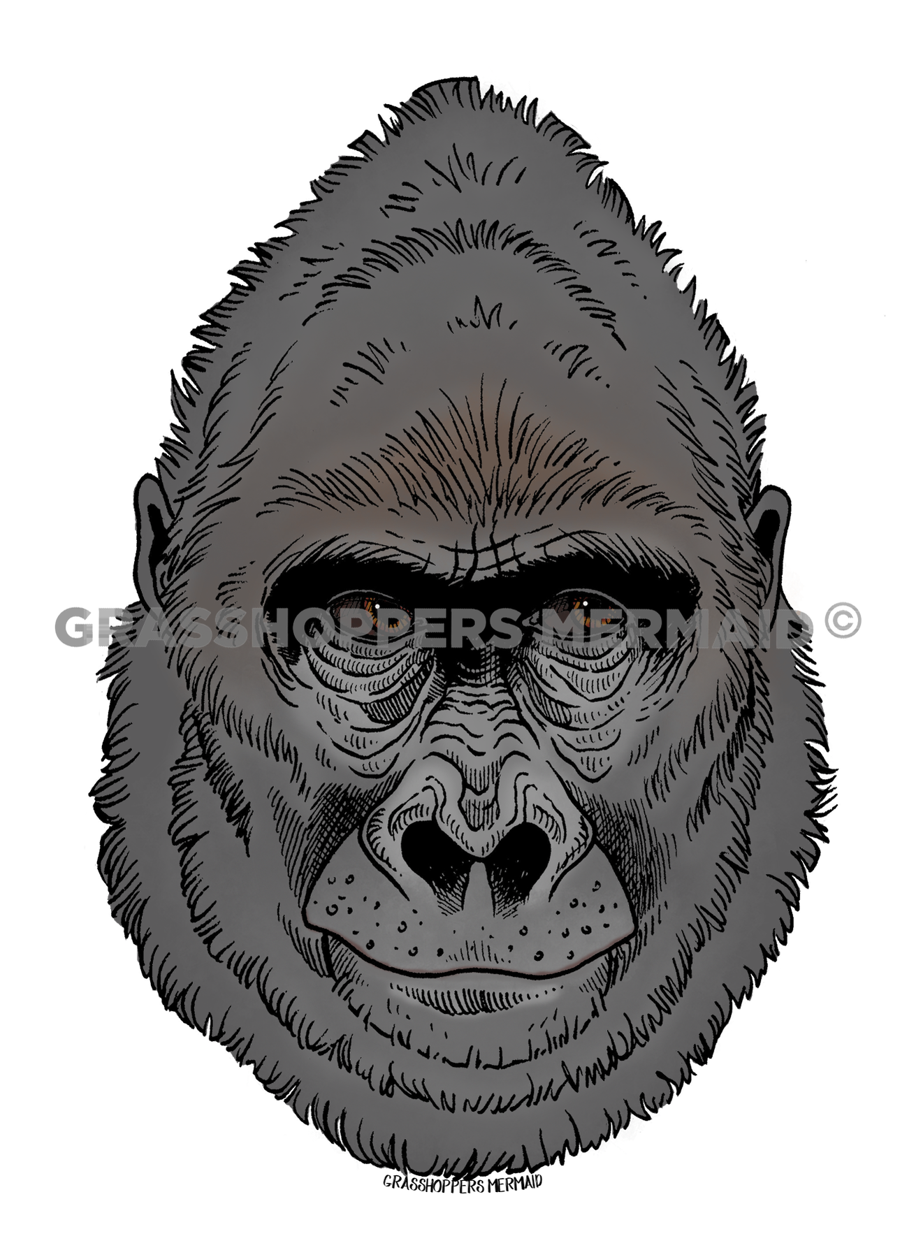 Gorilla Head