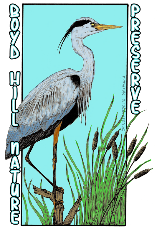 Great Blue Heron