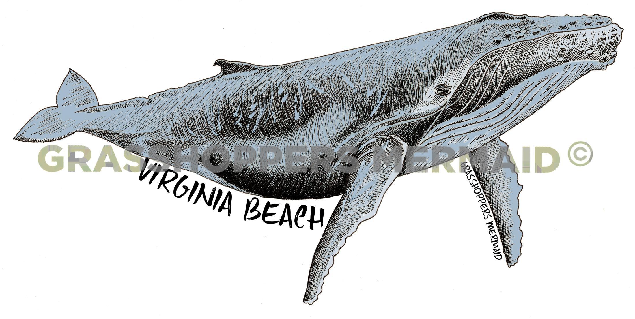 Humpback Whale