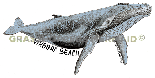Humpback Whale
