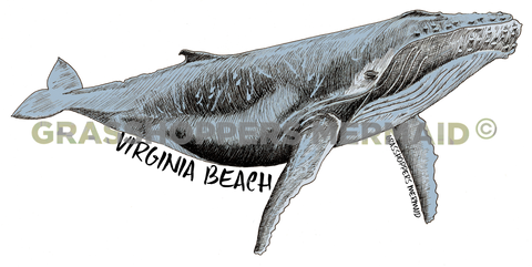 Humpback Whale