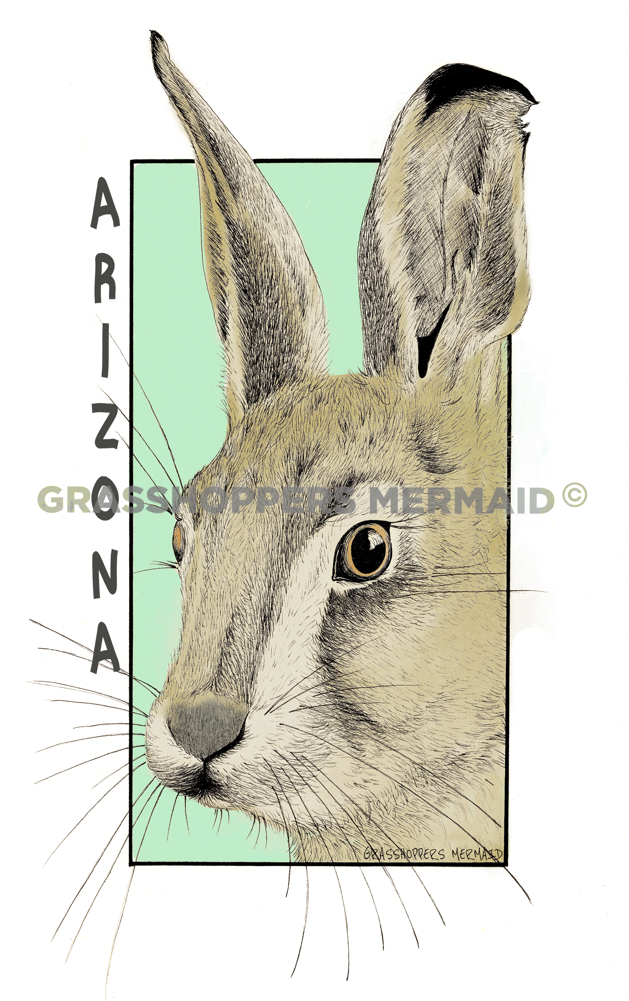 Jack Rabbit