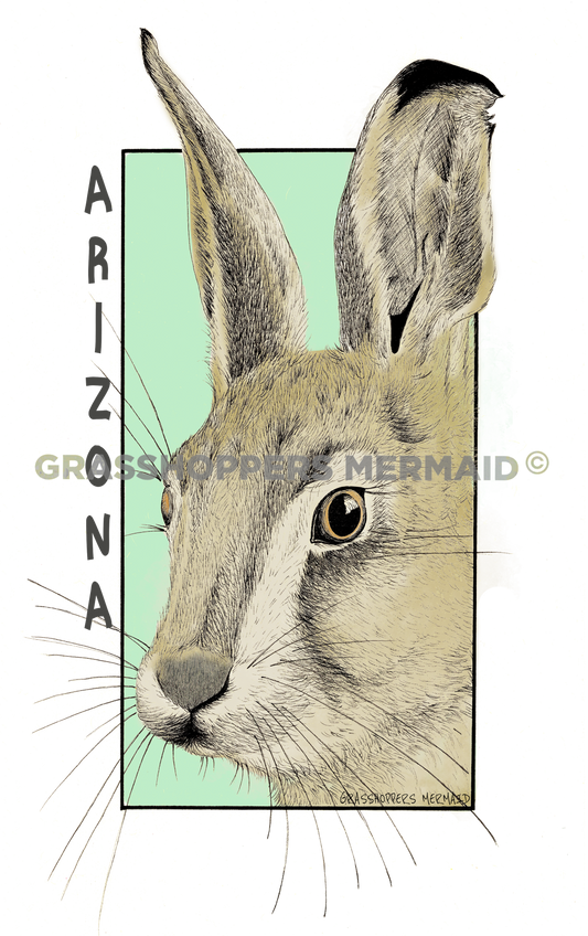 Jack Rabbit