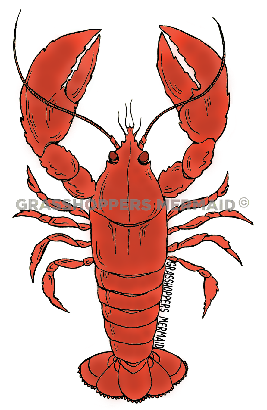 Lobster
