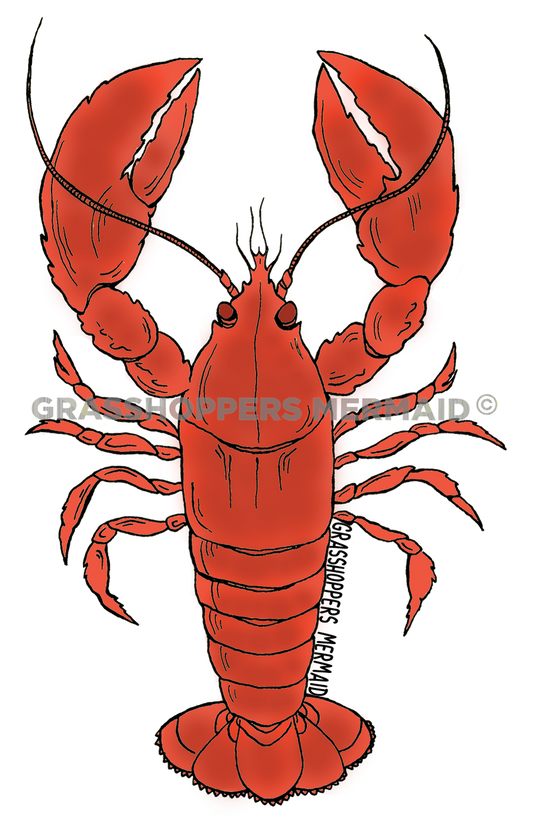 Lobster