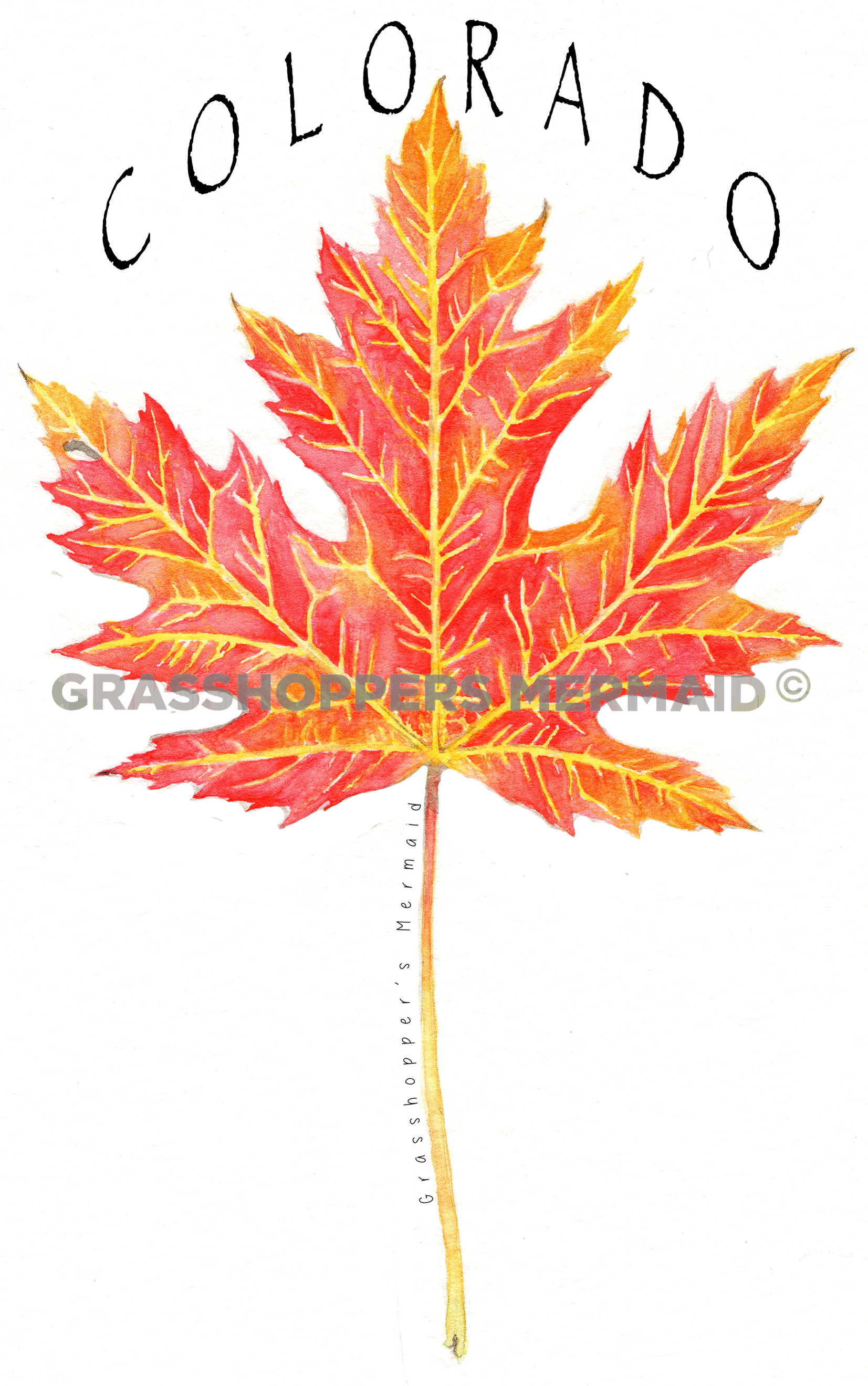 Maple Leaf