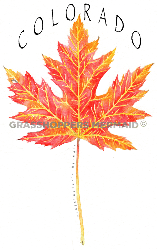 Maple Leaf