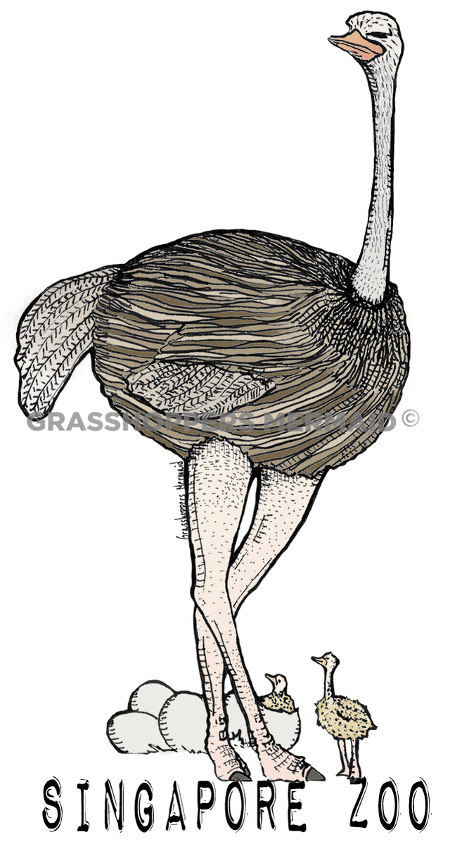 Ostrich