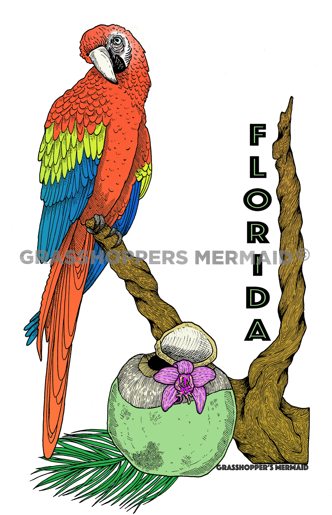 Red Macaw