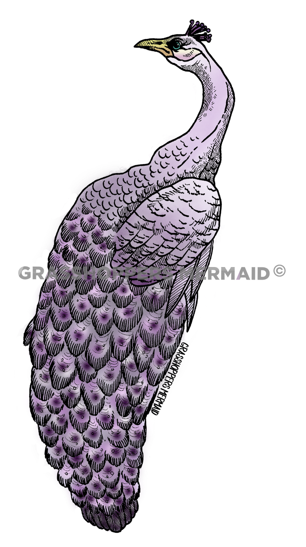 Purple Peacock