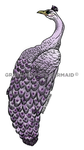 Purple Peacock