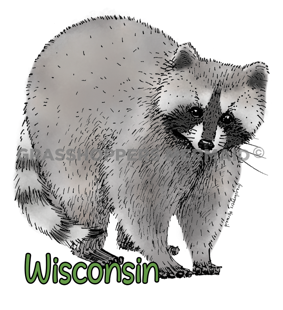 Raccoon