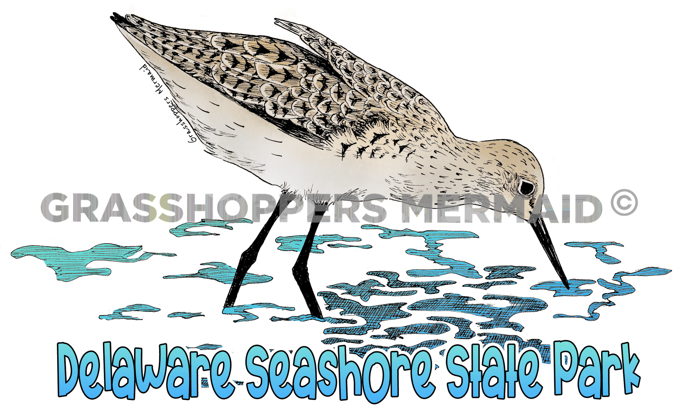 Sandpiper