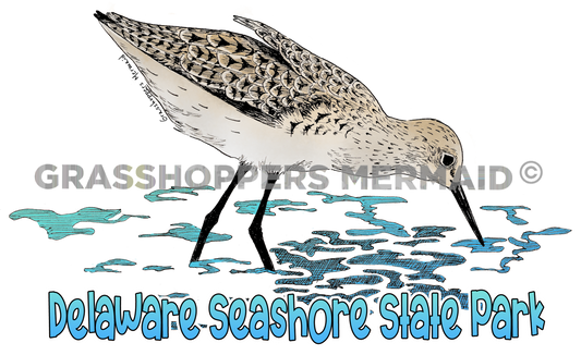 Sandpiper