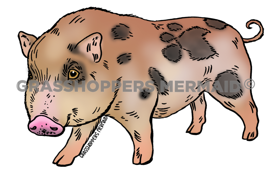 Freckled Pig