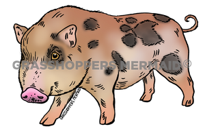 Freckled Pig