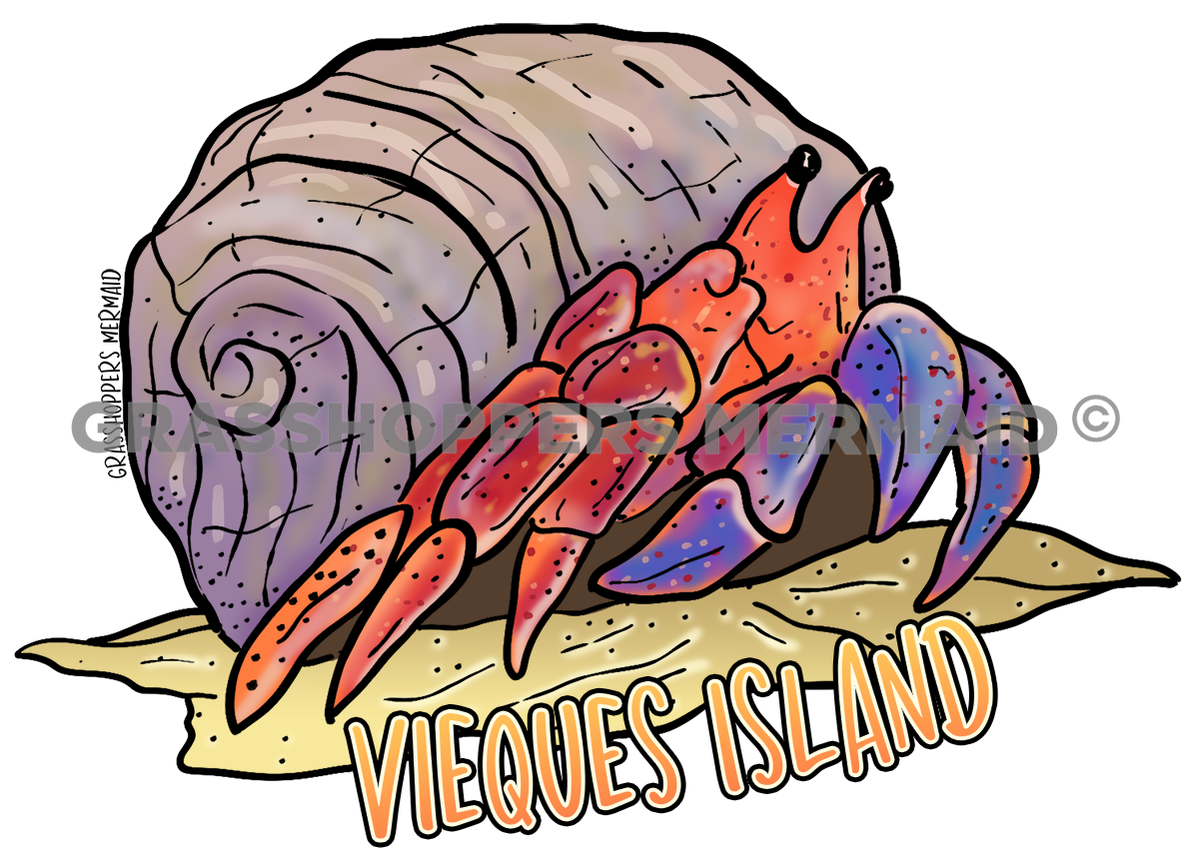 Rainbow Hermit Crab