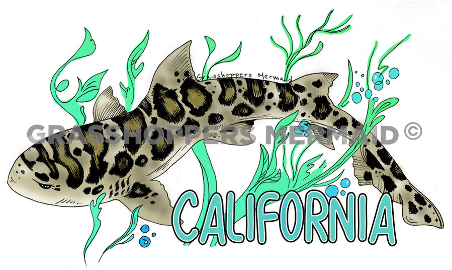 Leopard Shark