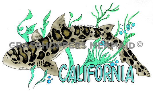 Leopard Shark