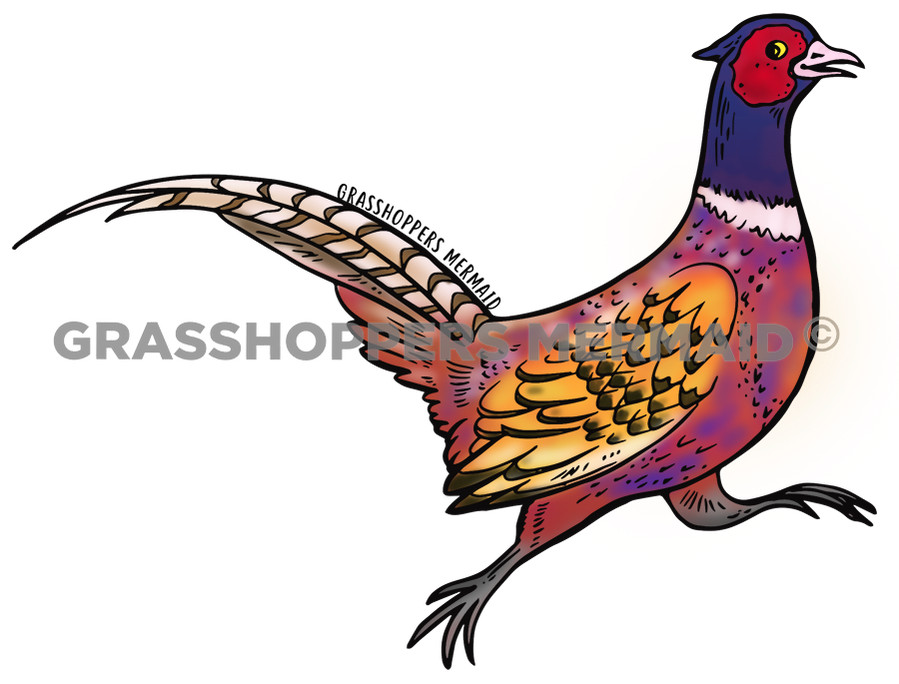 Pheasant