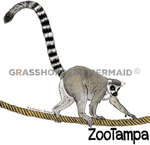 Ring-tailed Lemur