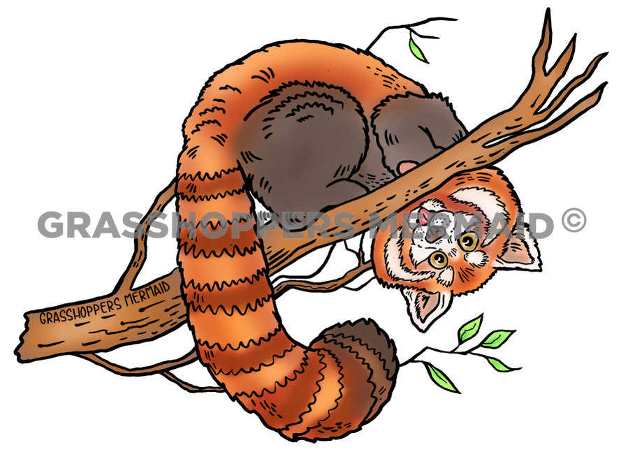 Red Panda