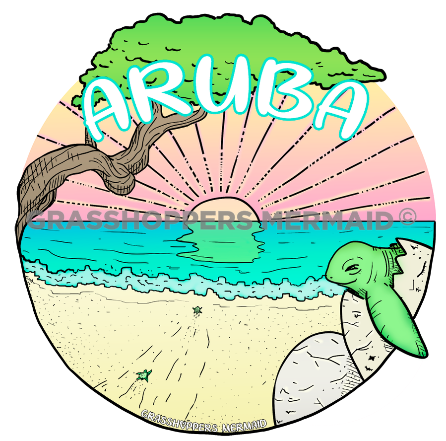 Divi Divi Turtle Journey