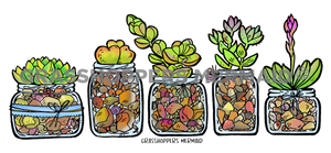 Succulent Jars